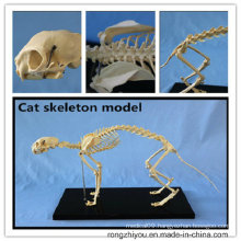 Hot Sale PVC Life Size Cat Anatomic Skeleton Model